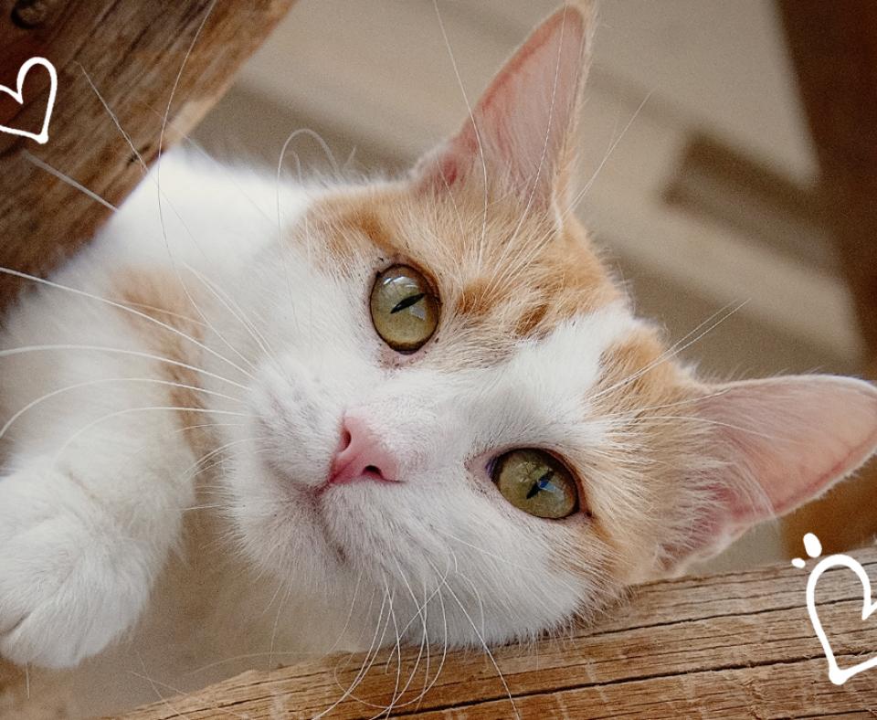 Orange and white cat lying on a wooden beam with two graphics of hearts