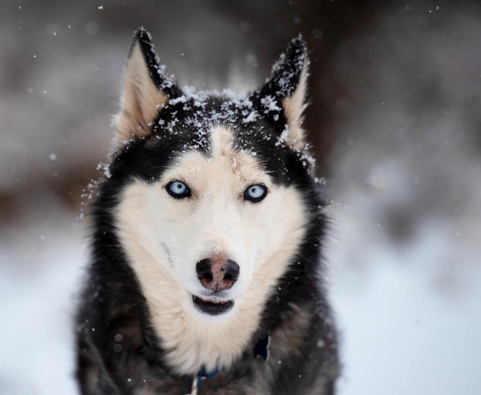 Husky with blue eyes out in the snow