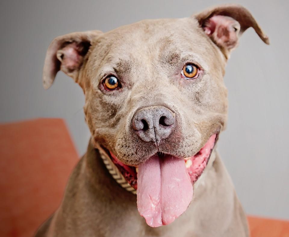 Smiling gray pit bull type dog on an orange chair