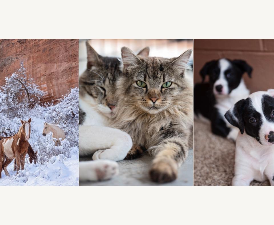 Collage of three photos: horses in snow, pair of cats and pair of puppies