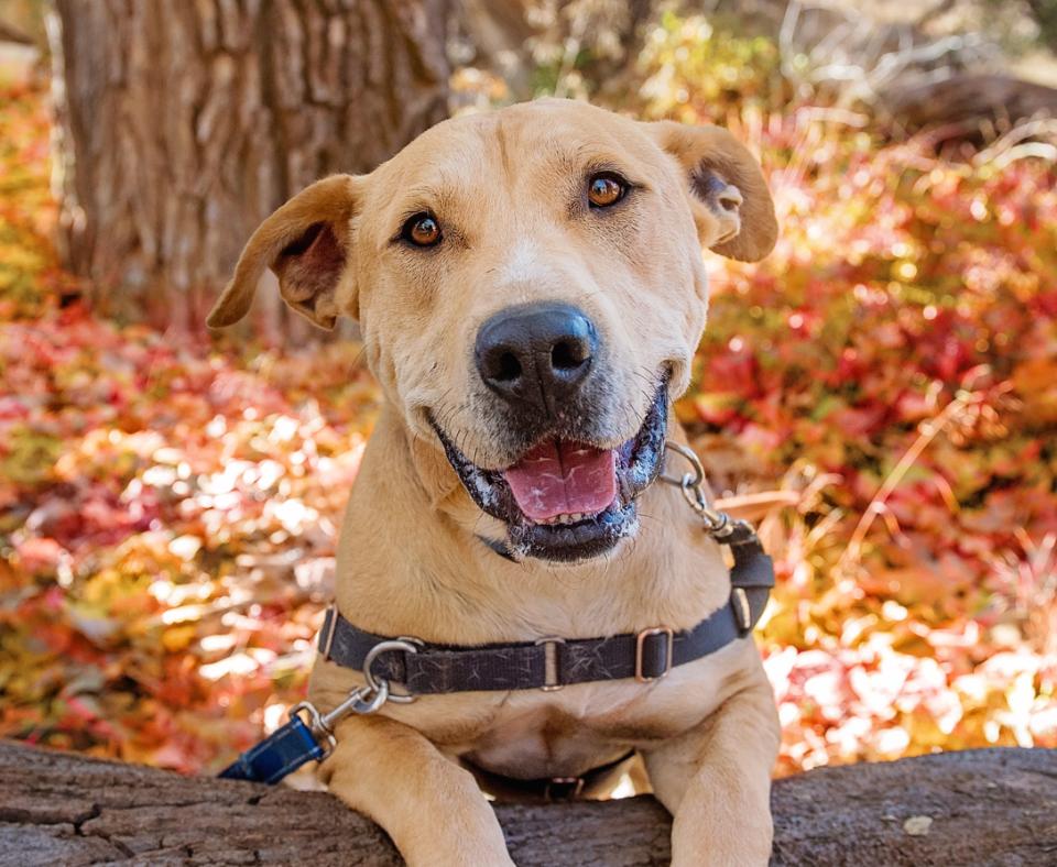 Tan dog wearing a harness outside with autumn leaves surrounding him