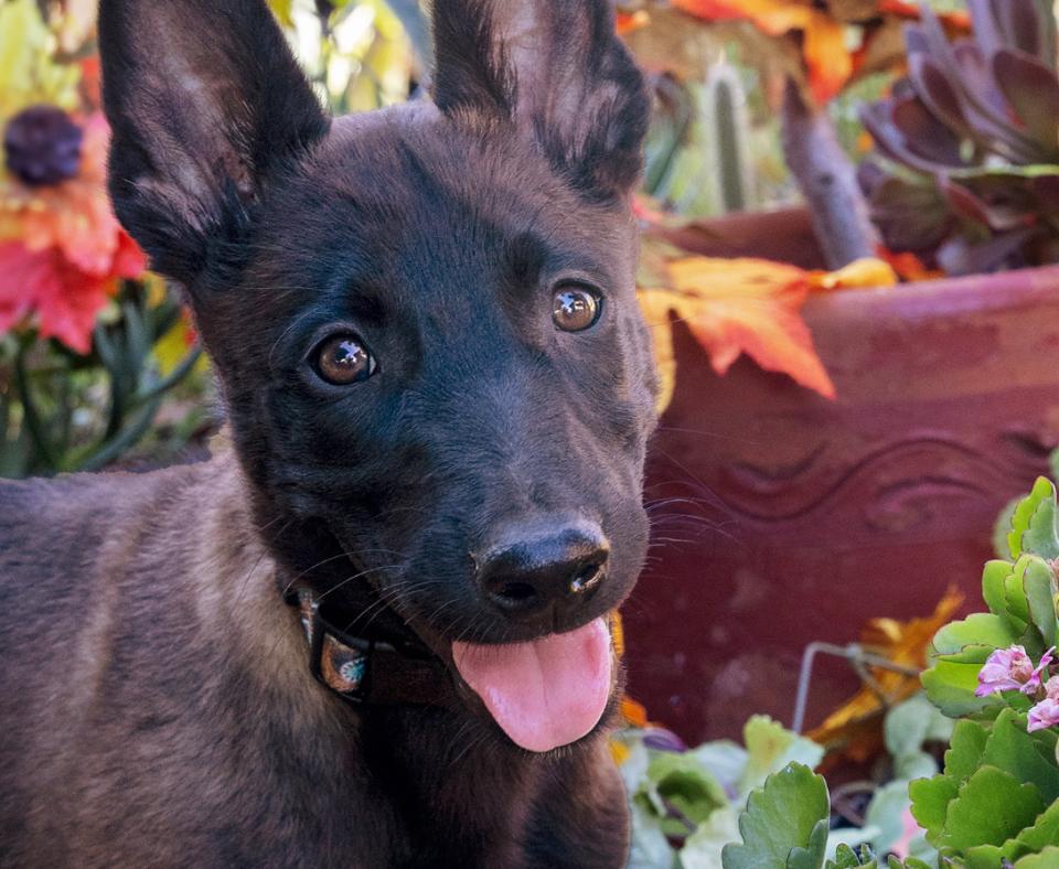 Black shepherd-type dog with upright ears and tongue out, outside in a garden