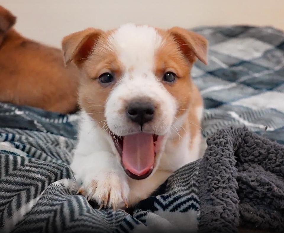 Brown and white puppy with his mouth open lying on a black and white checkered blanket with another puppy