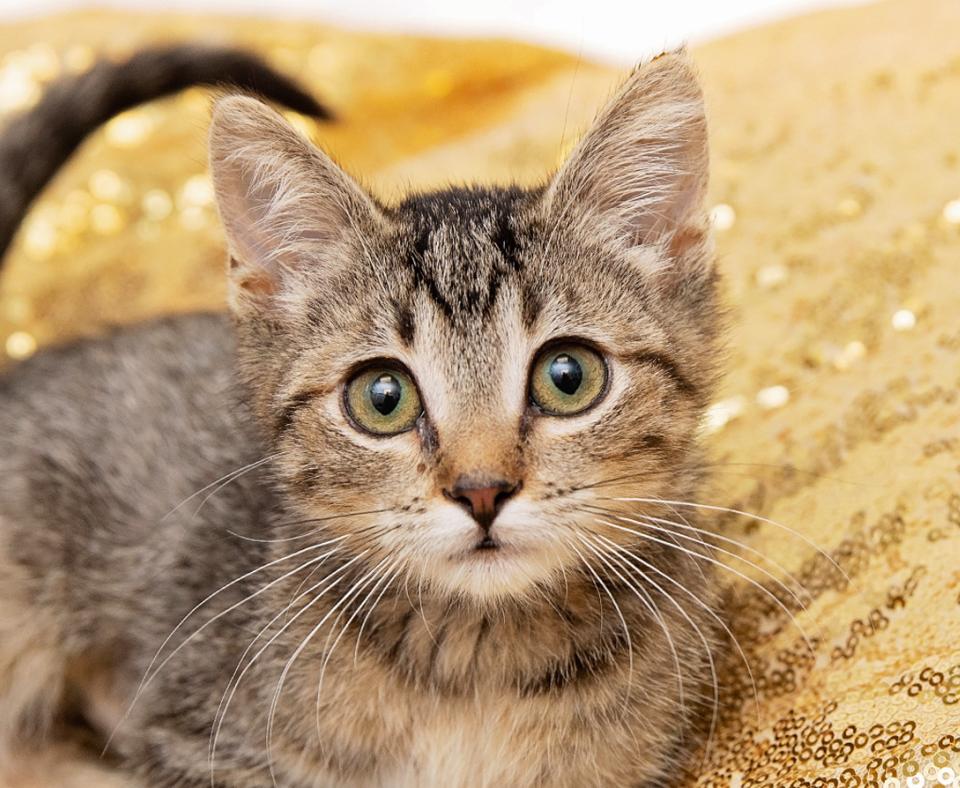 Brown tabby kitten on a gold fabric background