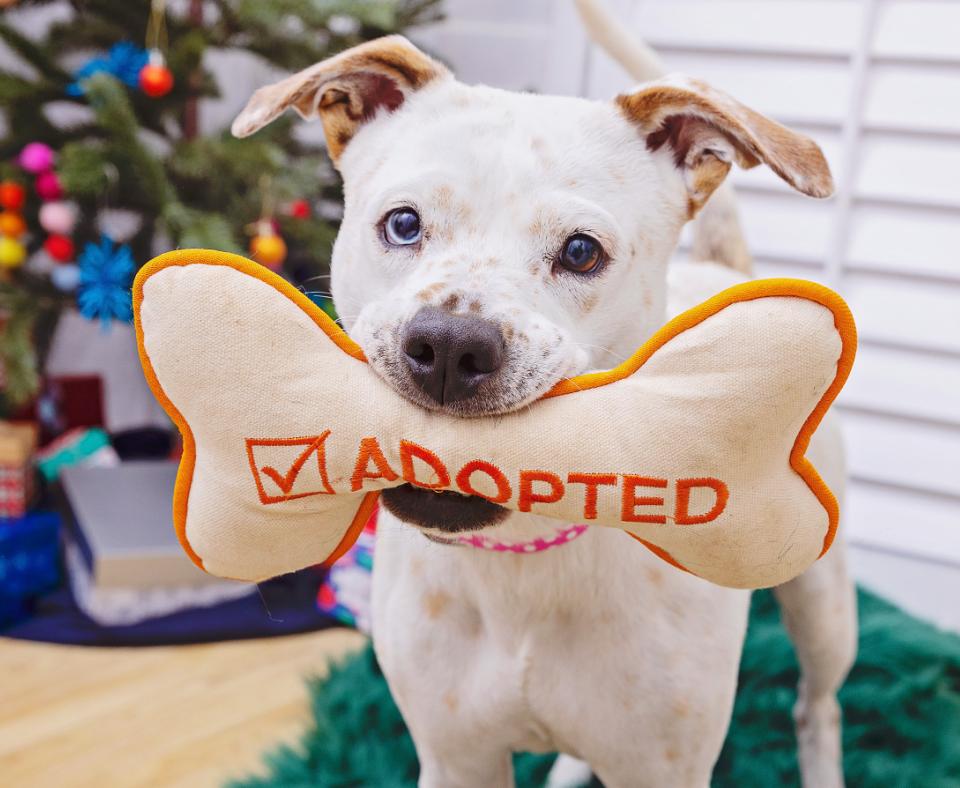 White dog holding a plush bone-shaped toy with the word "adopted" in front of a Christmas tree