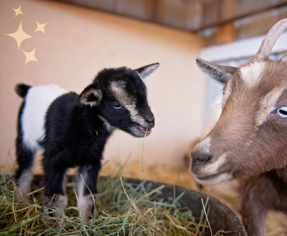 Fleury the goat with her baby kid, Ziggy