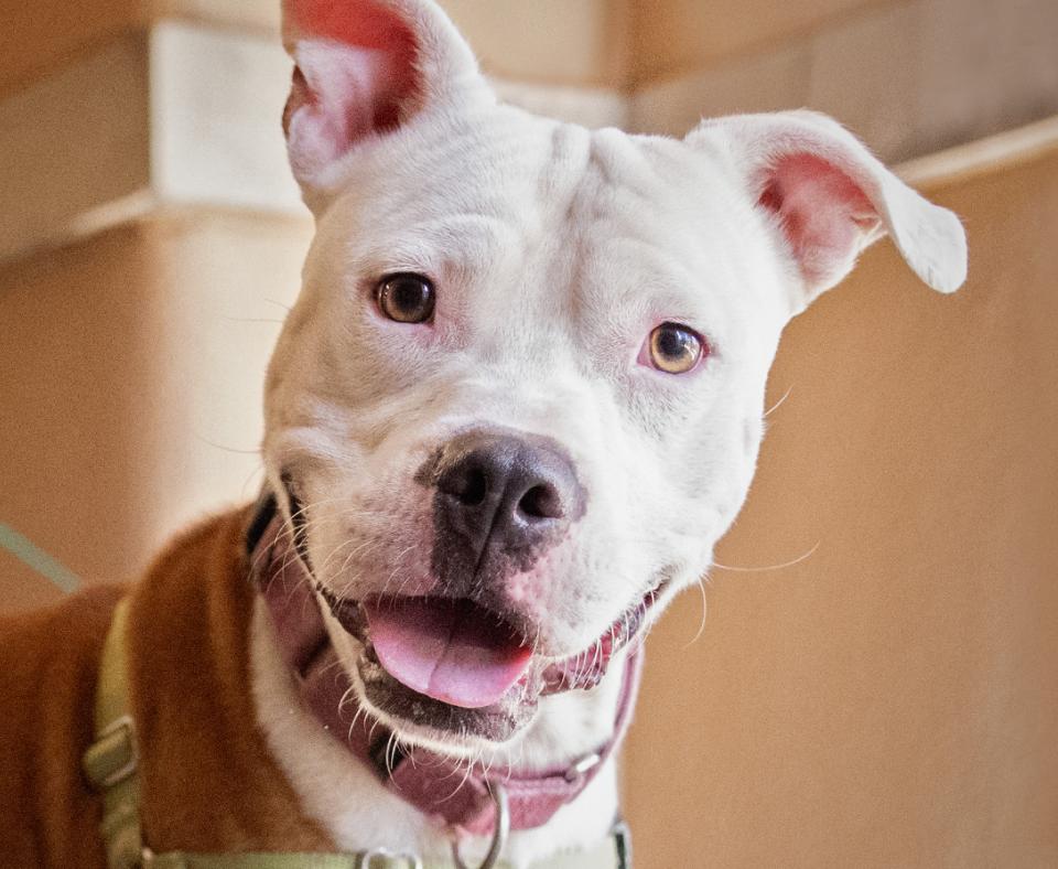 Happy tan and white dog with a smile and tilted head