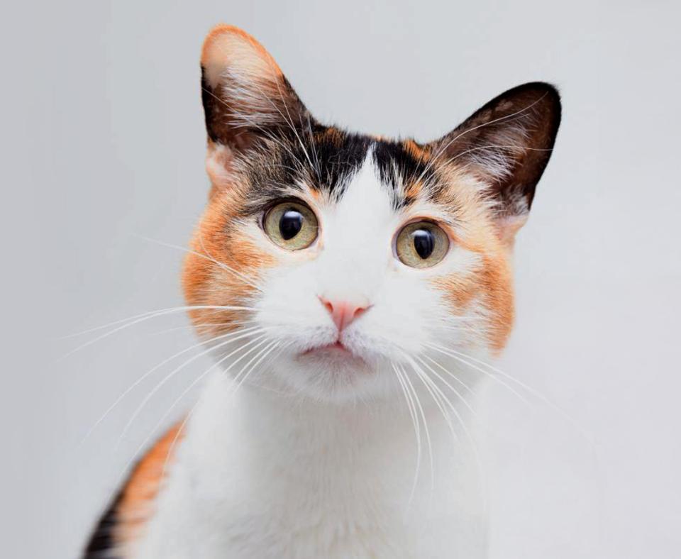 Face of a calico cat