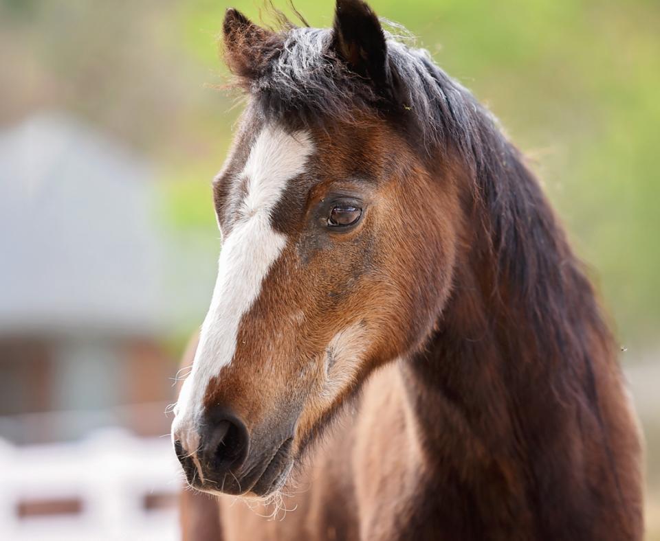 Snickers the horse