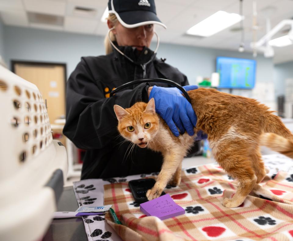 Person giving an orange and white cat a medical exam, the cat coming from Los Angeles wildfires