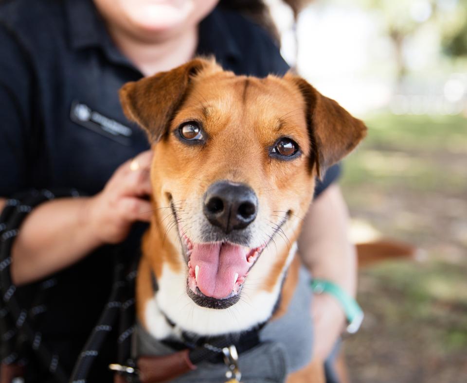 Smiling dog with a person behind her