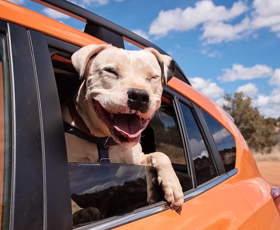 White dog smiling and sticking his head out of the window of an orange car