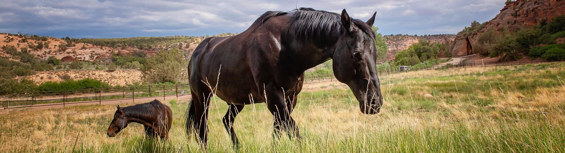 Horse in pasture in Utah desert