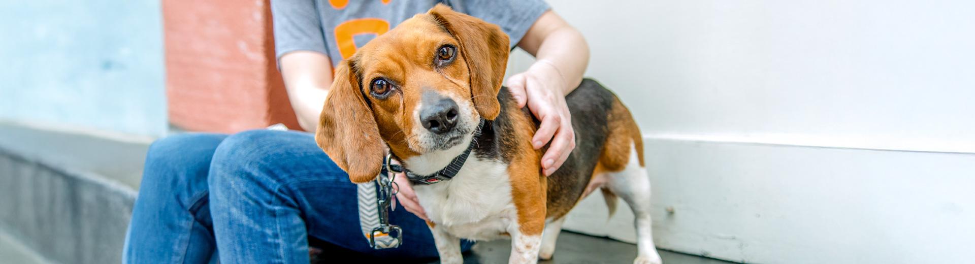Small dog sitting next to a person on a step outside