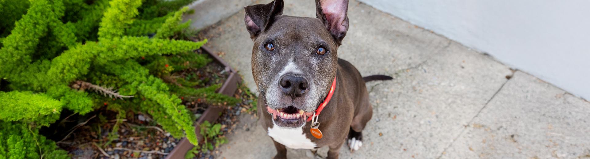 Large brown dog sitting on sidewalk