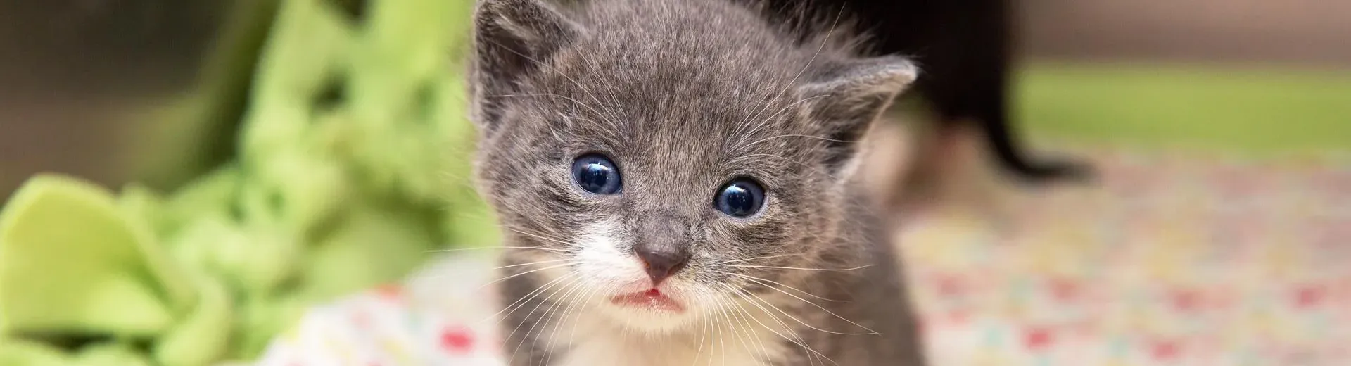 Tiny kitten on a fuzzy blanket