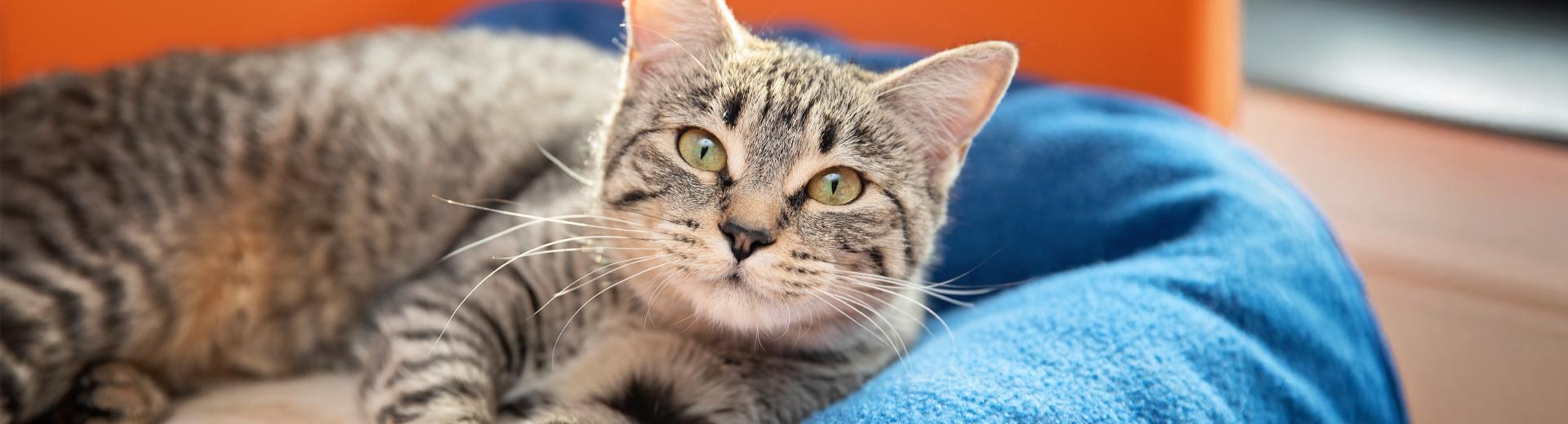 Cat resting on cozy cat bed