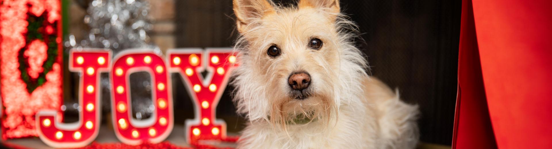 Small dog sitting next to a sign that reads "Joy"