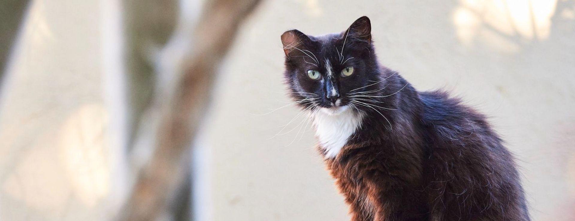 Dark brown and white community cat sitting on wall