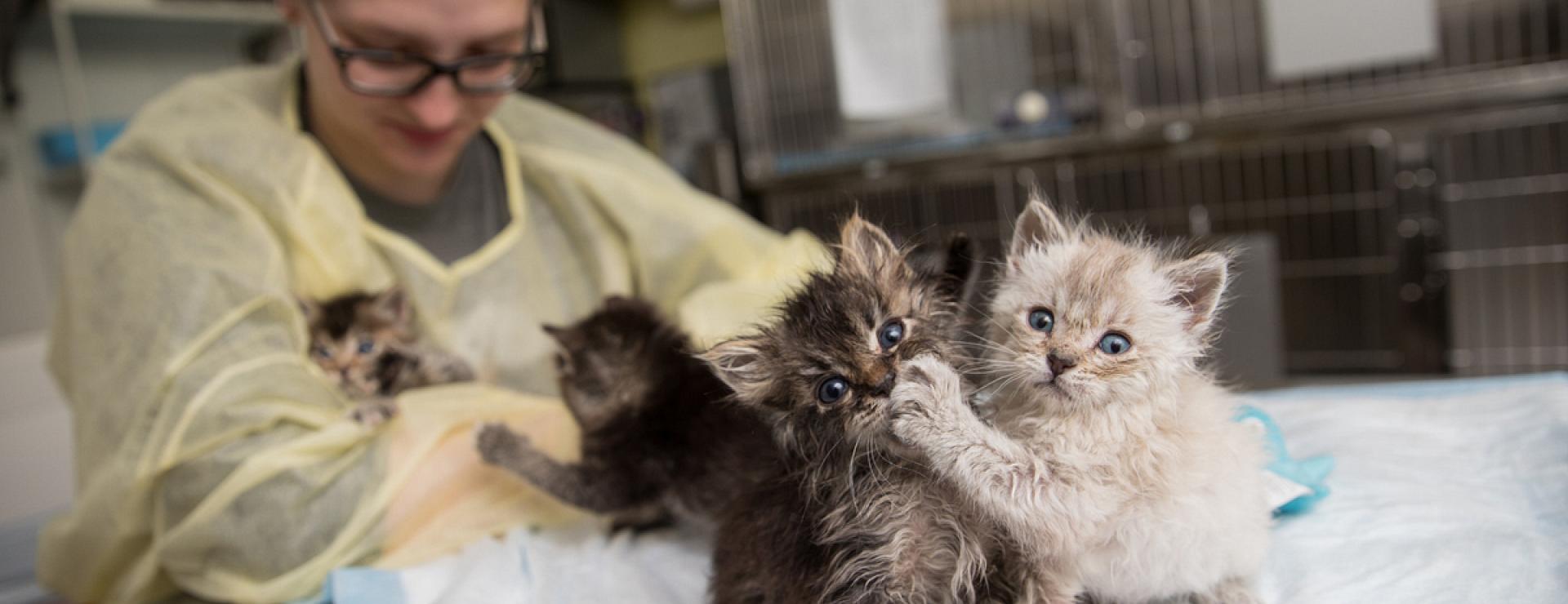 Kittens on a table pawing at each other, with a scrubbed in employee behind them.