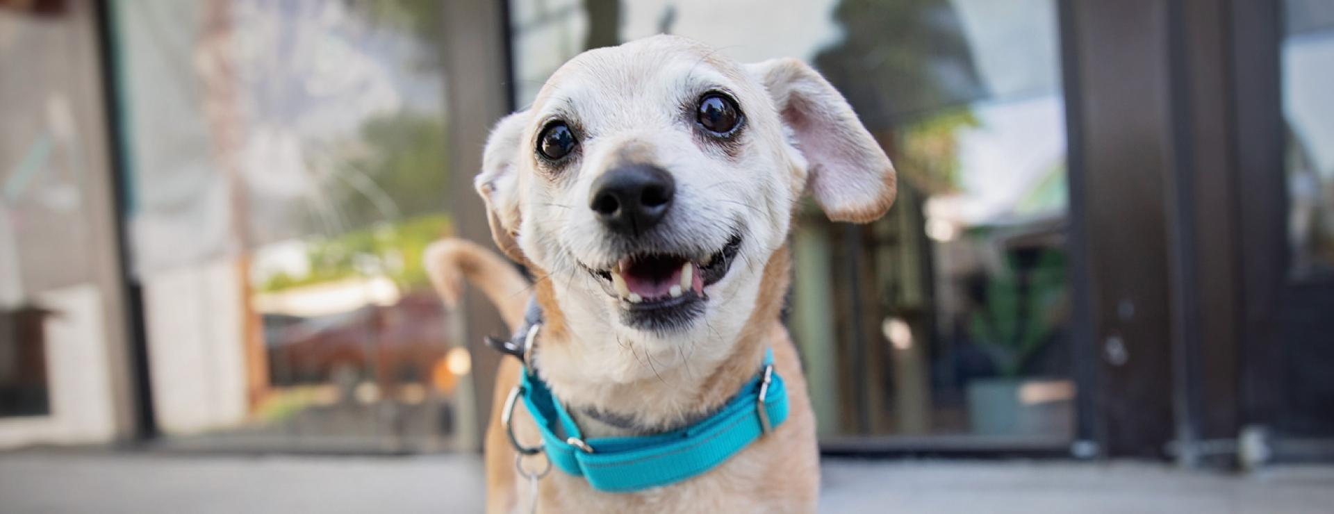 Small cream colored dog smiling outside on sidewalk