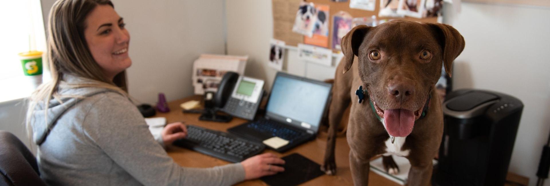 Woman working at desk on computer with a dog standing on desk