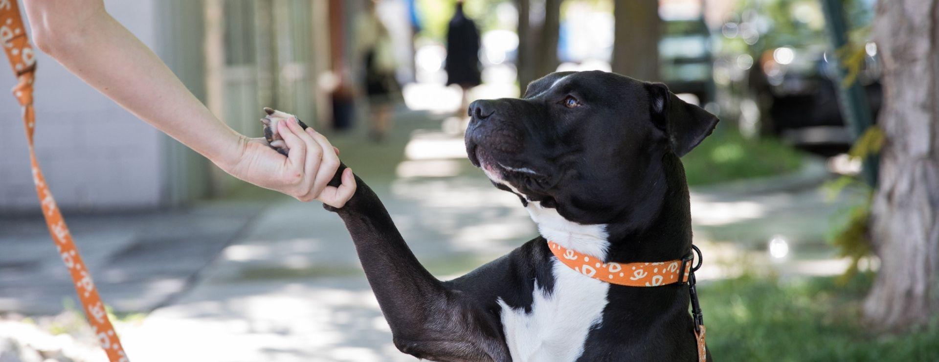 Black and white dog with orange collar shaking paw with a white female hand