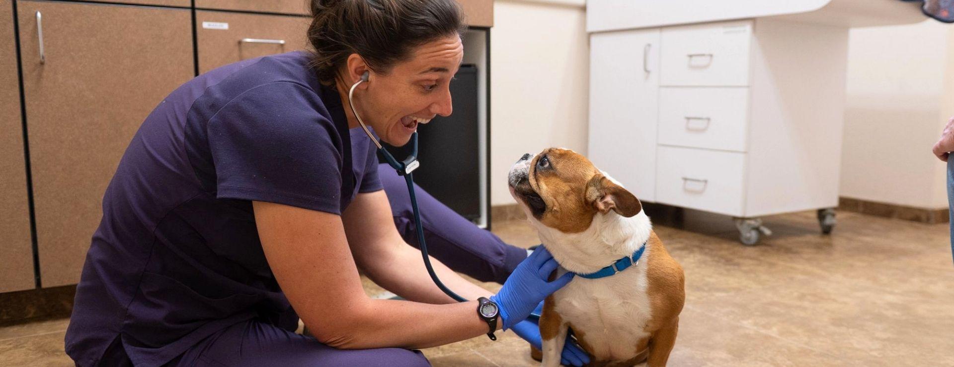 Female doctor sitting on the floor with a dog and using a stethoscope