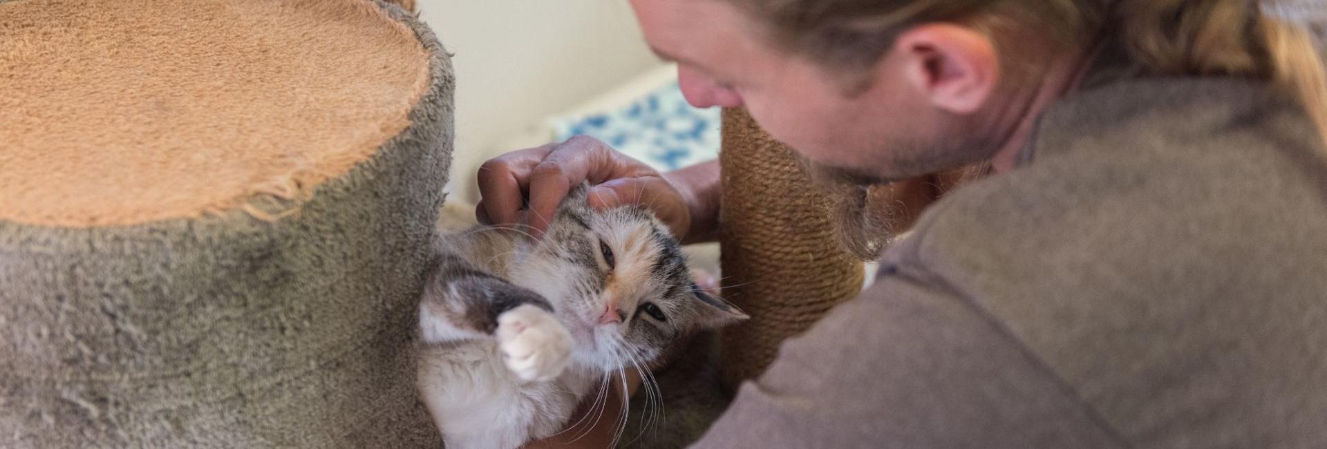 Man cradling and petting a cat who is on a cat tree. 