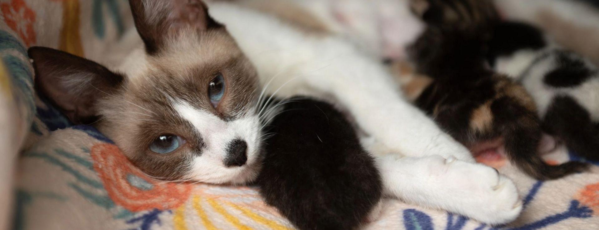 White and brown mother cat with a litter of kittens around her