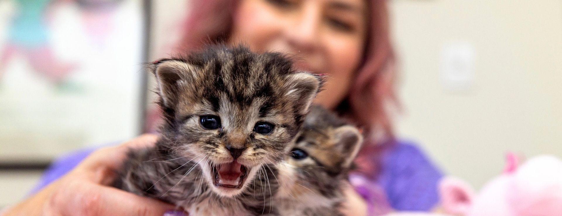 Two small kittens in the foreground with a smiling woman in the background