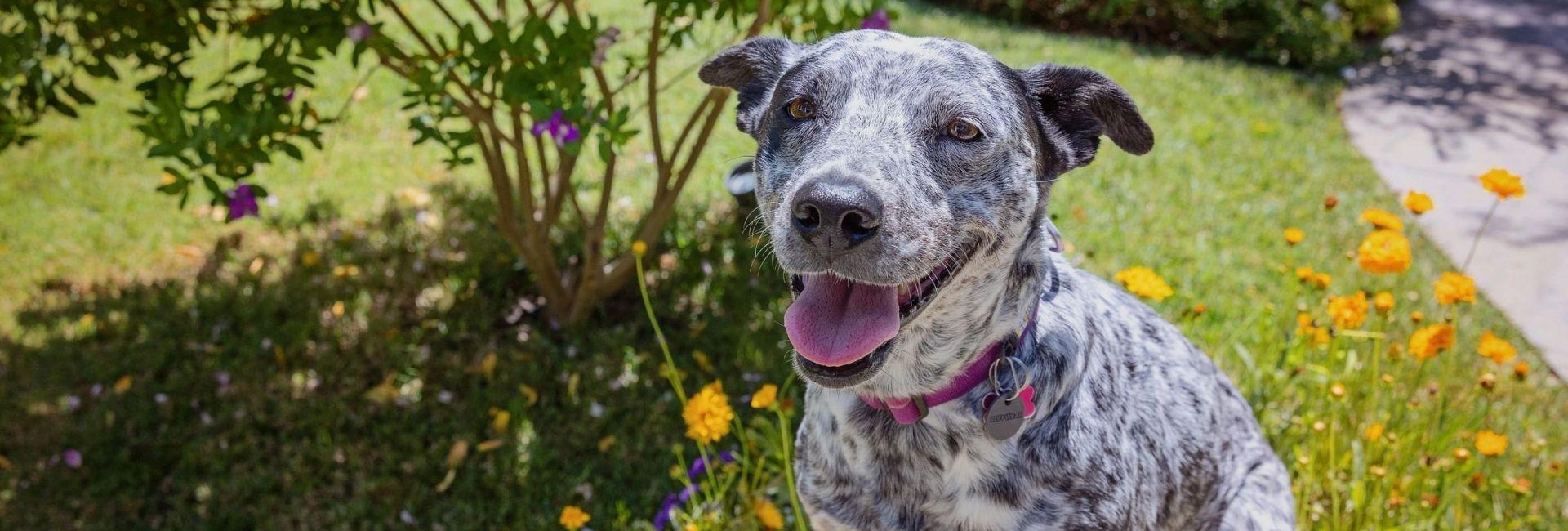 Black and white speckled dog in field with yellow flowers