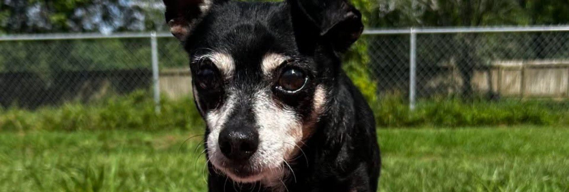 A small black and brown dog outside on the grass