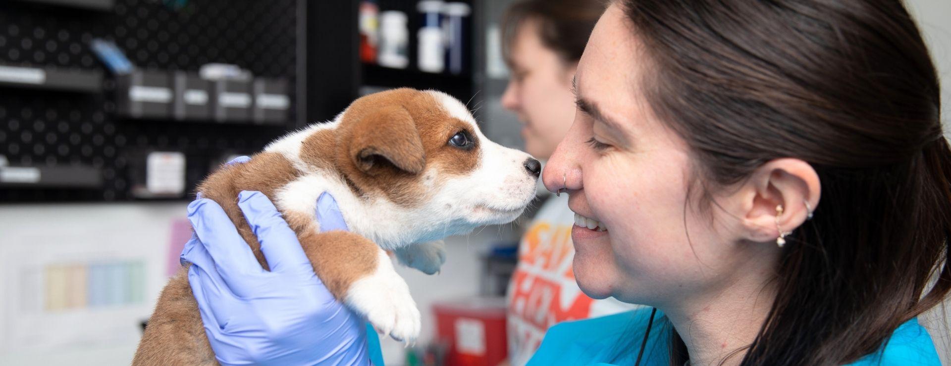Woman in a surgical gown with a small brown and white dog kissing her nose