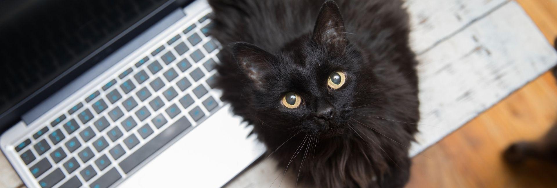Black cat sitting on top of a laptop and looking up at the camera