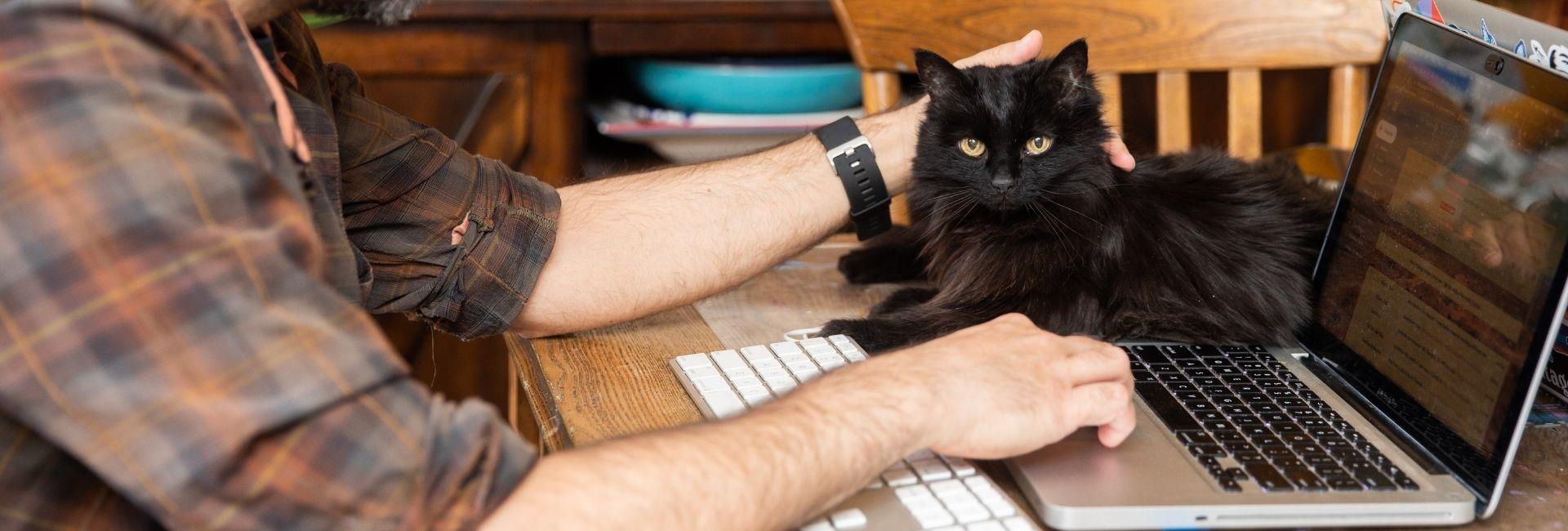 Man petting black cat while working on laptop. 