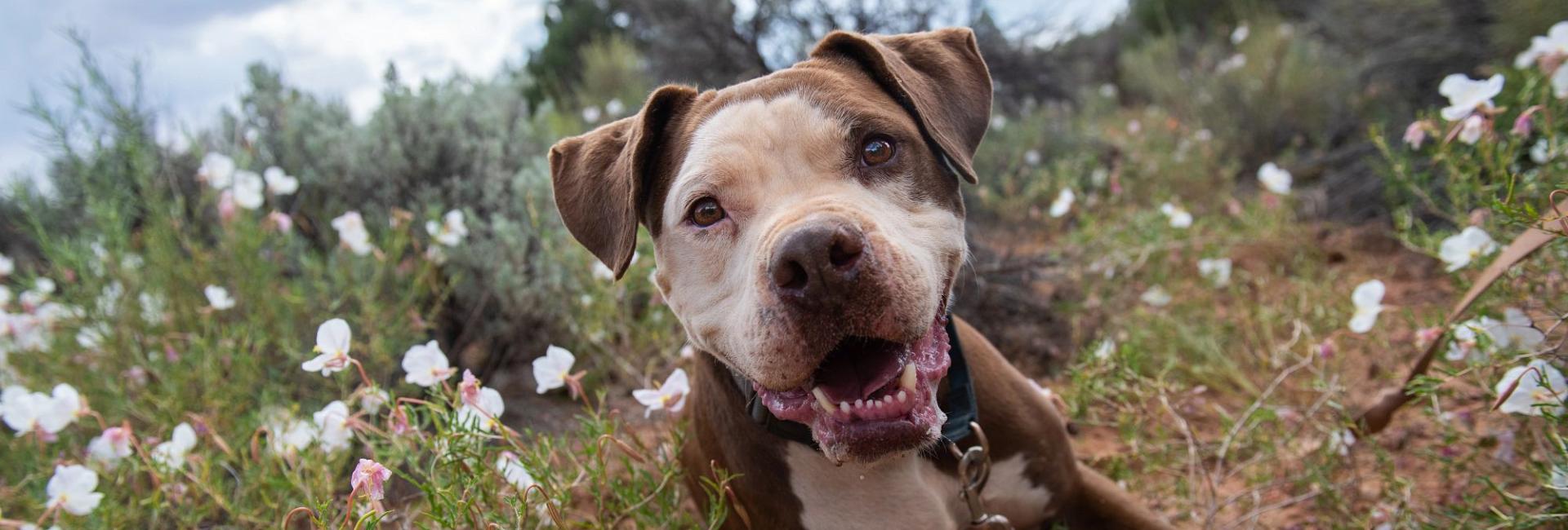 Brown dog in field of flowers