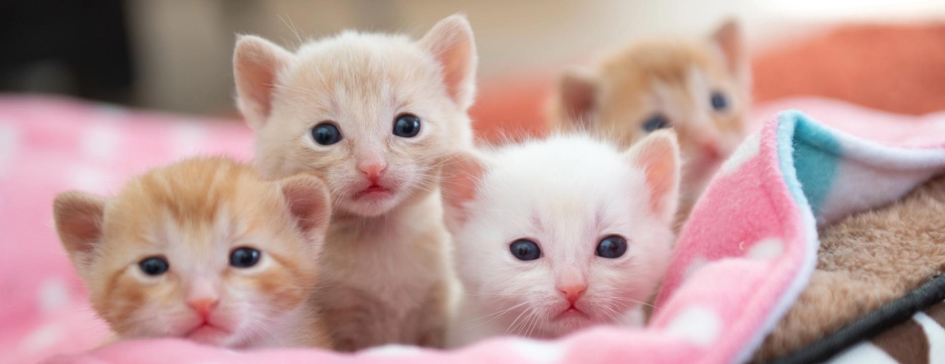Four small kittens looking at the camera on a pink and white spotted blanket