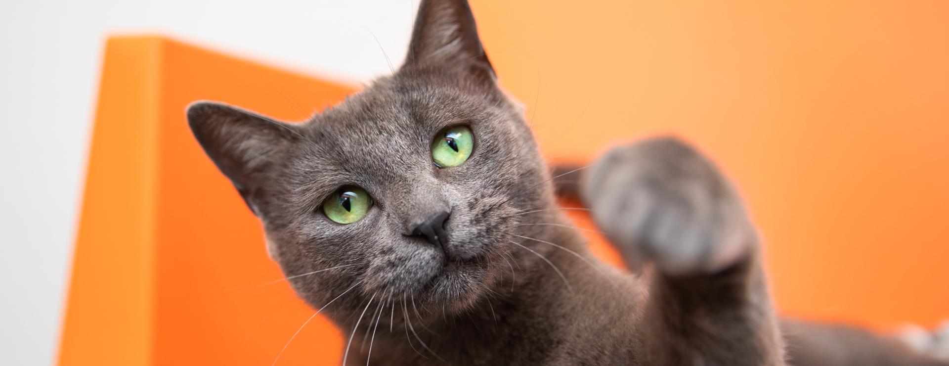Cat relaxing on a cozy orange couch while reaching its front paw out