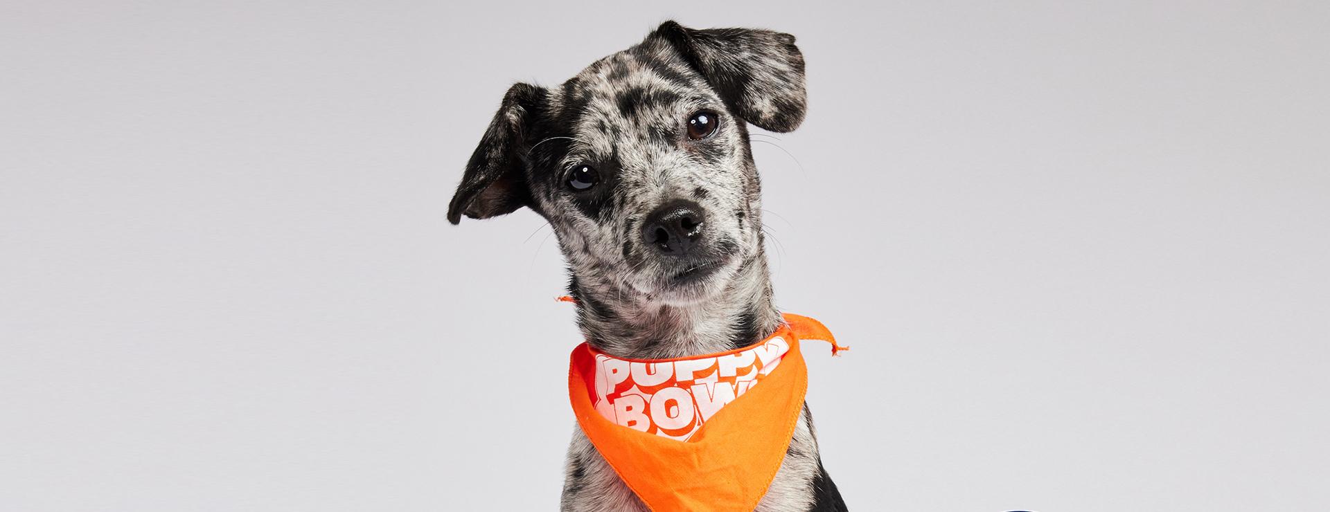 Sonny the puppy wearing a Puppy Bowl bandanna
