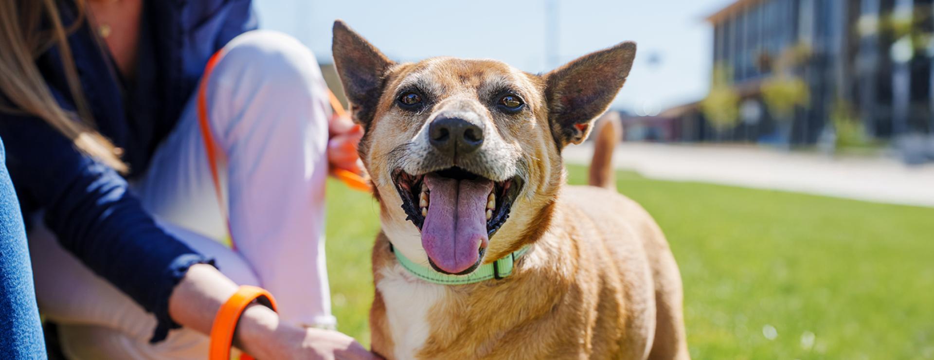 Dog on a lawn with a person in Northwest Arkansas