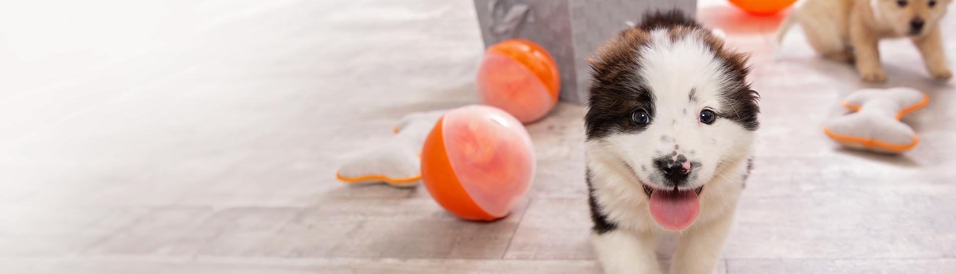 Brown and white puppy walking among dog toys