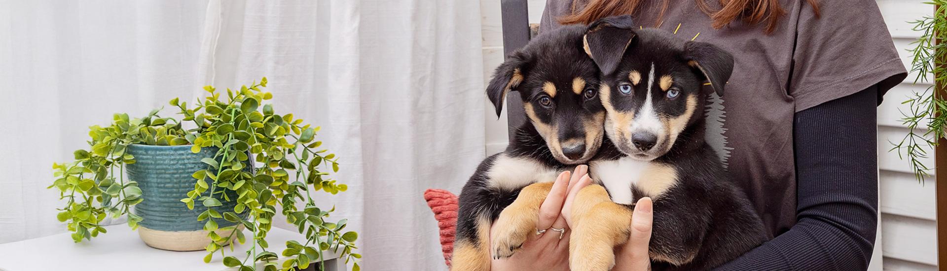 person holding two black and white puppies in a room setting