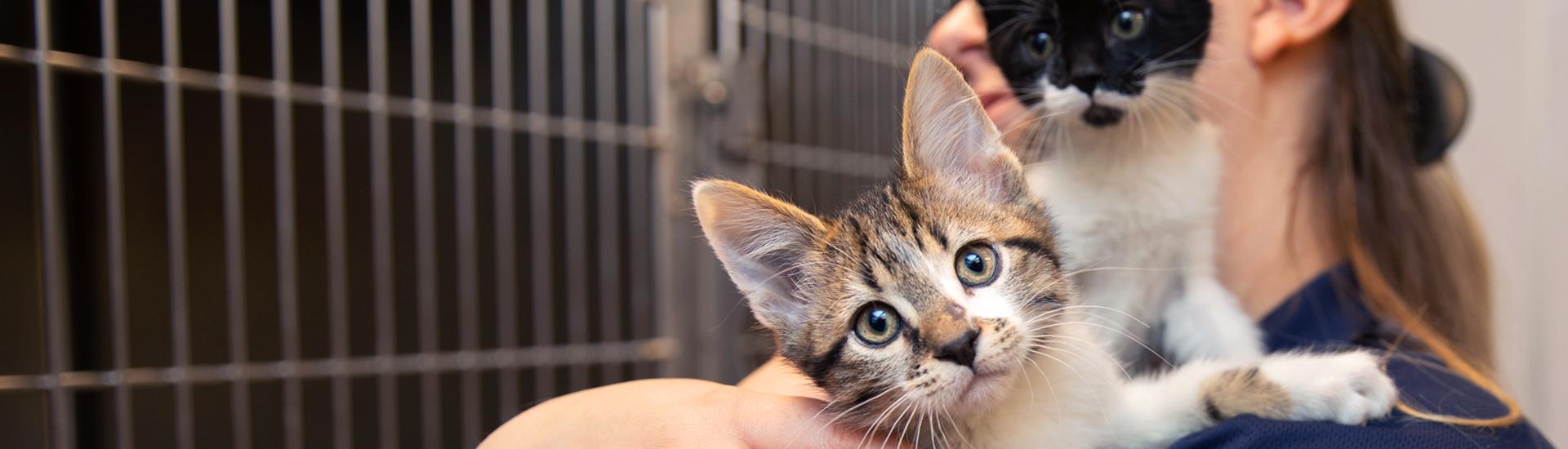 Person holding two tiny kittens in their arm in an animal shelter