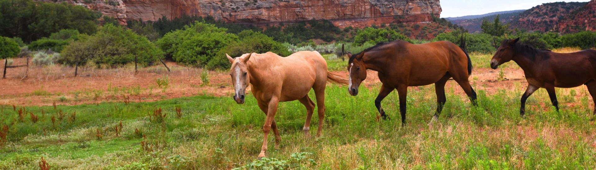 Horses walking in a pasture at Best Friends Animal Sanctuary | Best Friends Locations