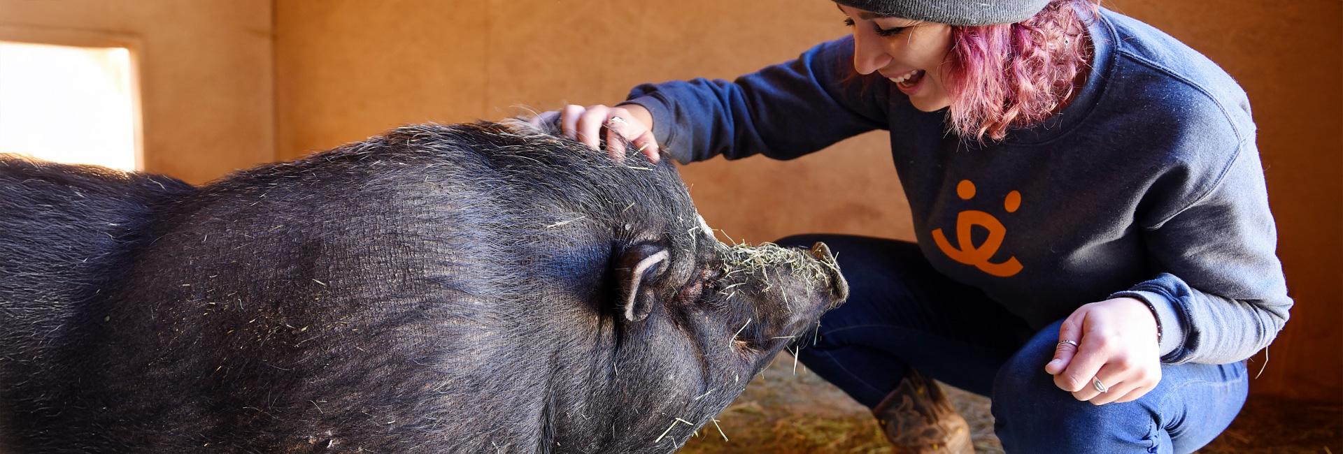 Smiling person kneeling down to pet a pig