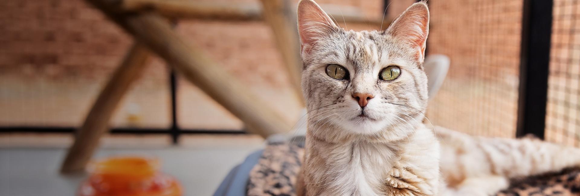 Light tiger colored cat looking directly at camera