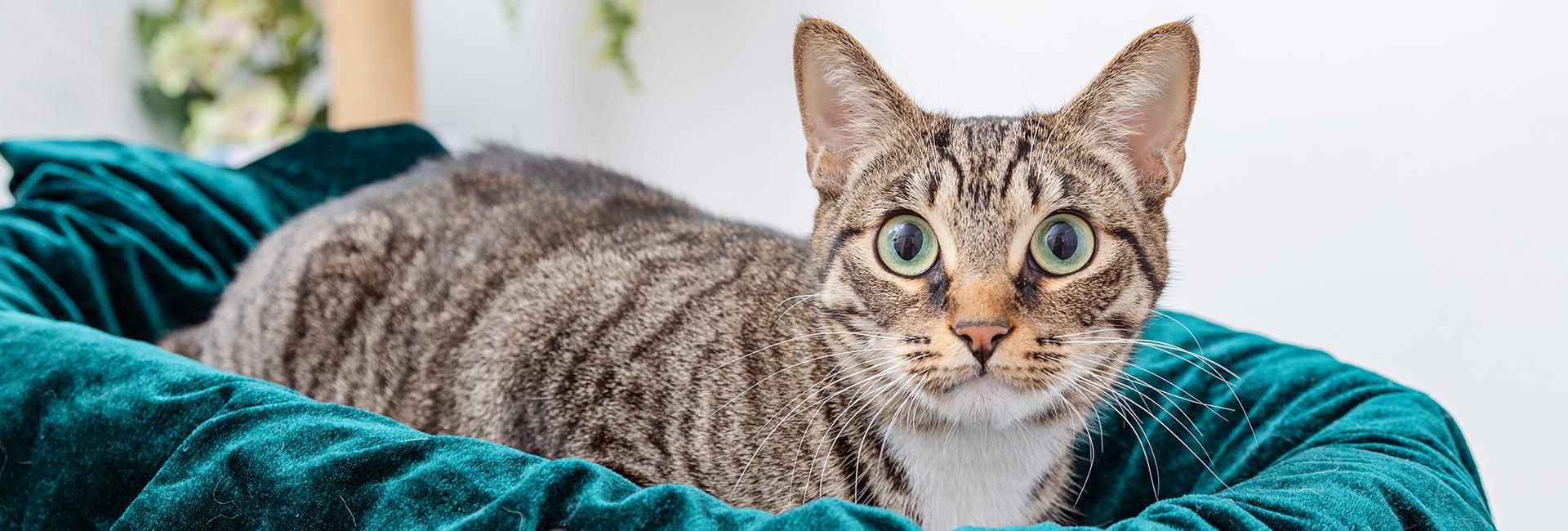 Tabby cat lying in a teal-colored bed