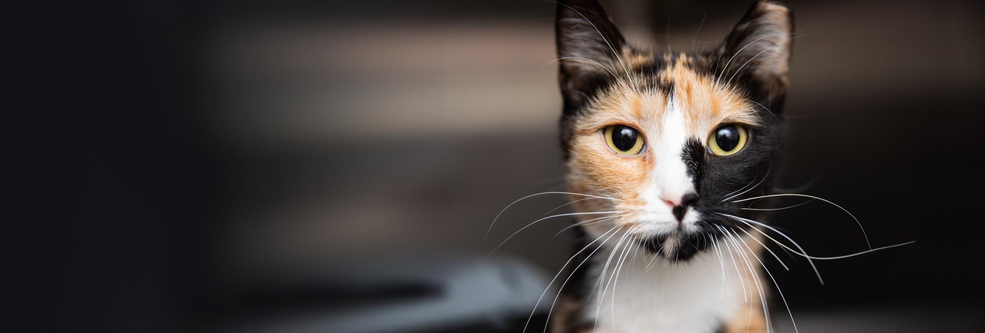 Calico cat