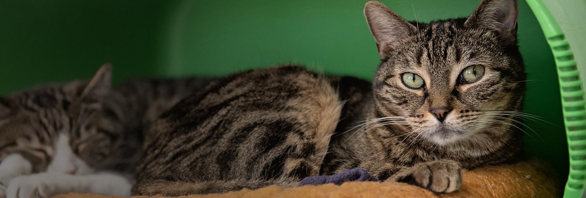 Two tabby cats snuggling in green bed